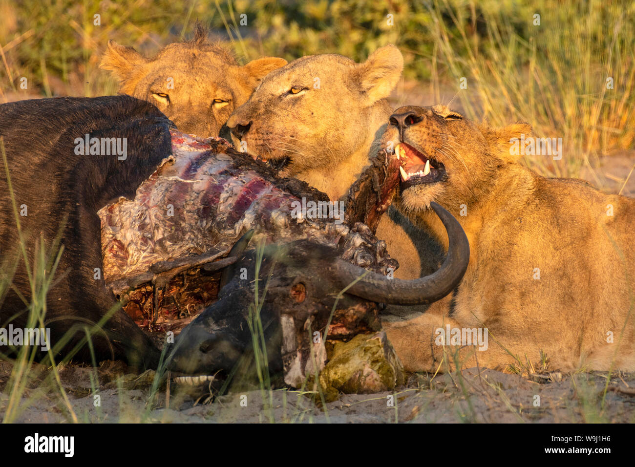 África, África meridional, África, Botswana, el Okavango, Abu, orgullo de león alimentándose en el medio silvestre, 30074405 *** *** título Local, África meridional, África Foto de stock