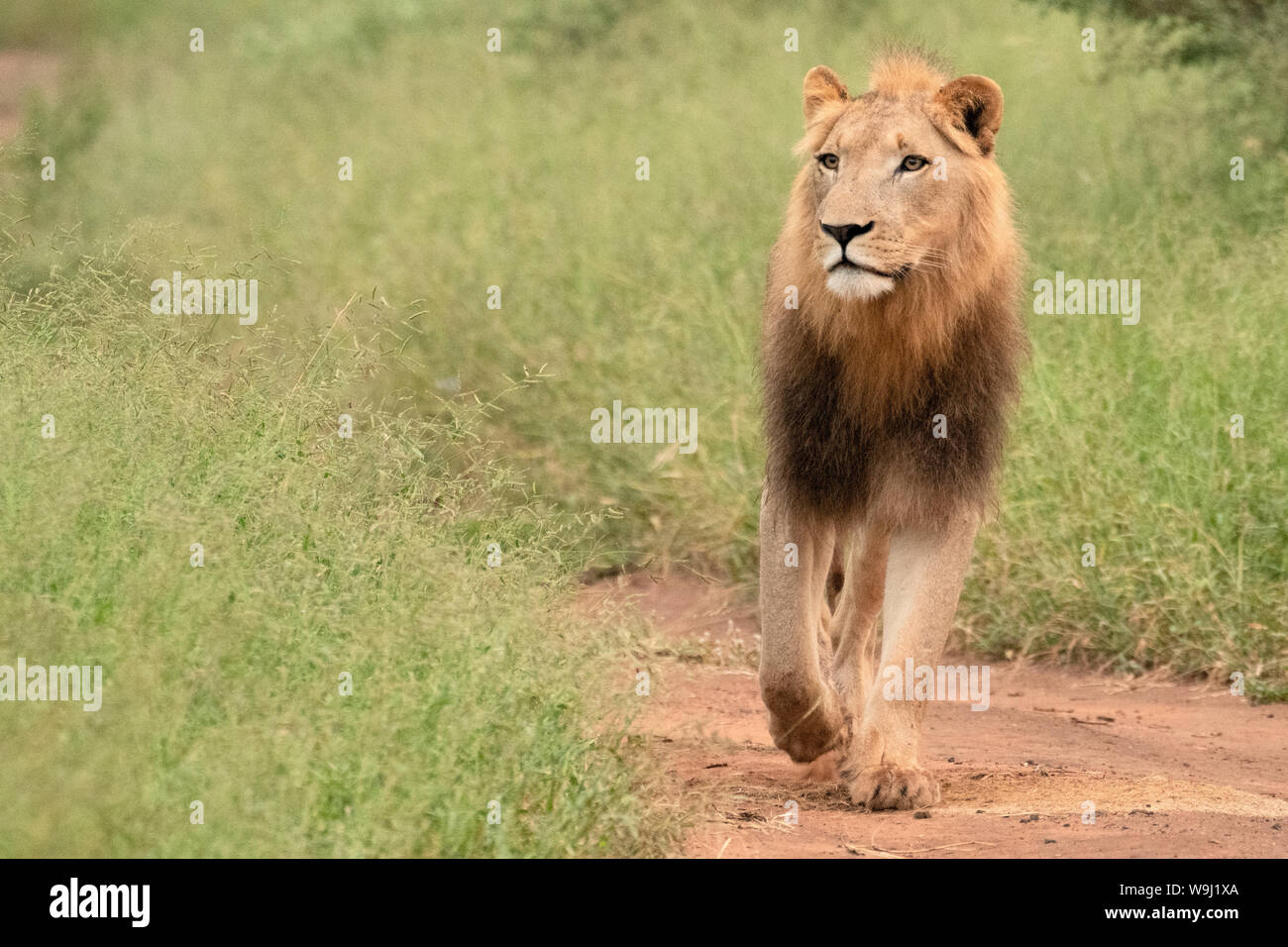 África, África meridional, Swazilandia, el Parque Nacional Hlane, Panthera leo, león macho, 30074487 *** *** título Local de África, África meridional, Swazilandia, Foto de stock