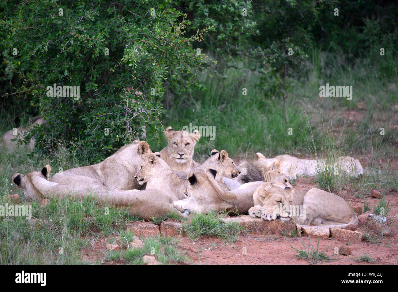 África, África del Sur, África, el Parque Nacional de Pilanesberg, orgullo de león, 30074519 *** *** título Local de África, África del Sur, África, el Pilanesberg, Foto de stock