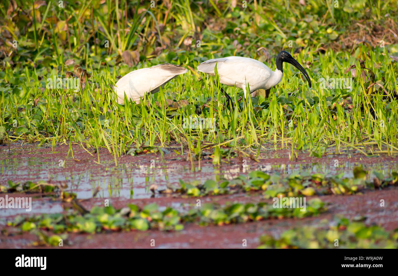 Garceta (Egretta garzetta) Una pequeña Snow White Heron delgado bill, oscuro negruzco, largas piernas delgadas cabeza. Una especie de heron familia Ardeidae co Foto de stock