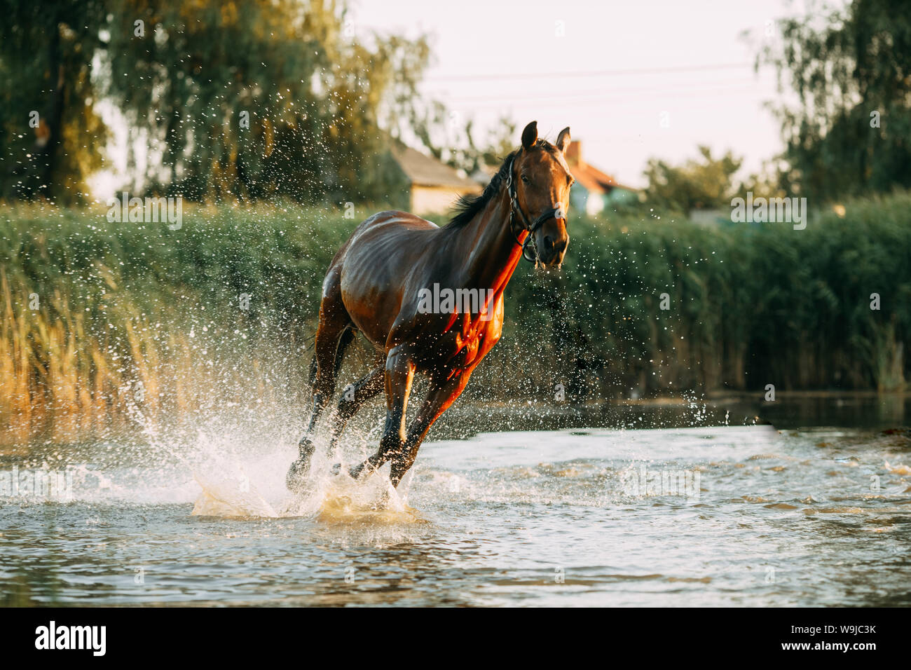 caballo de agua al atardecer