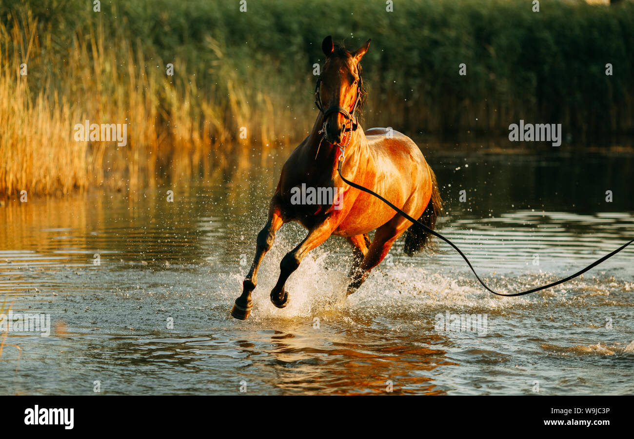 caballo de agua al atardecer