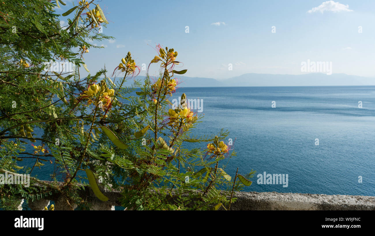 Amarillo flores del Mediterráneo cerca del mar. Foto de stock