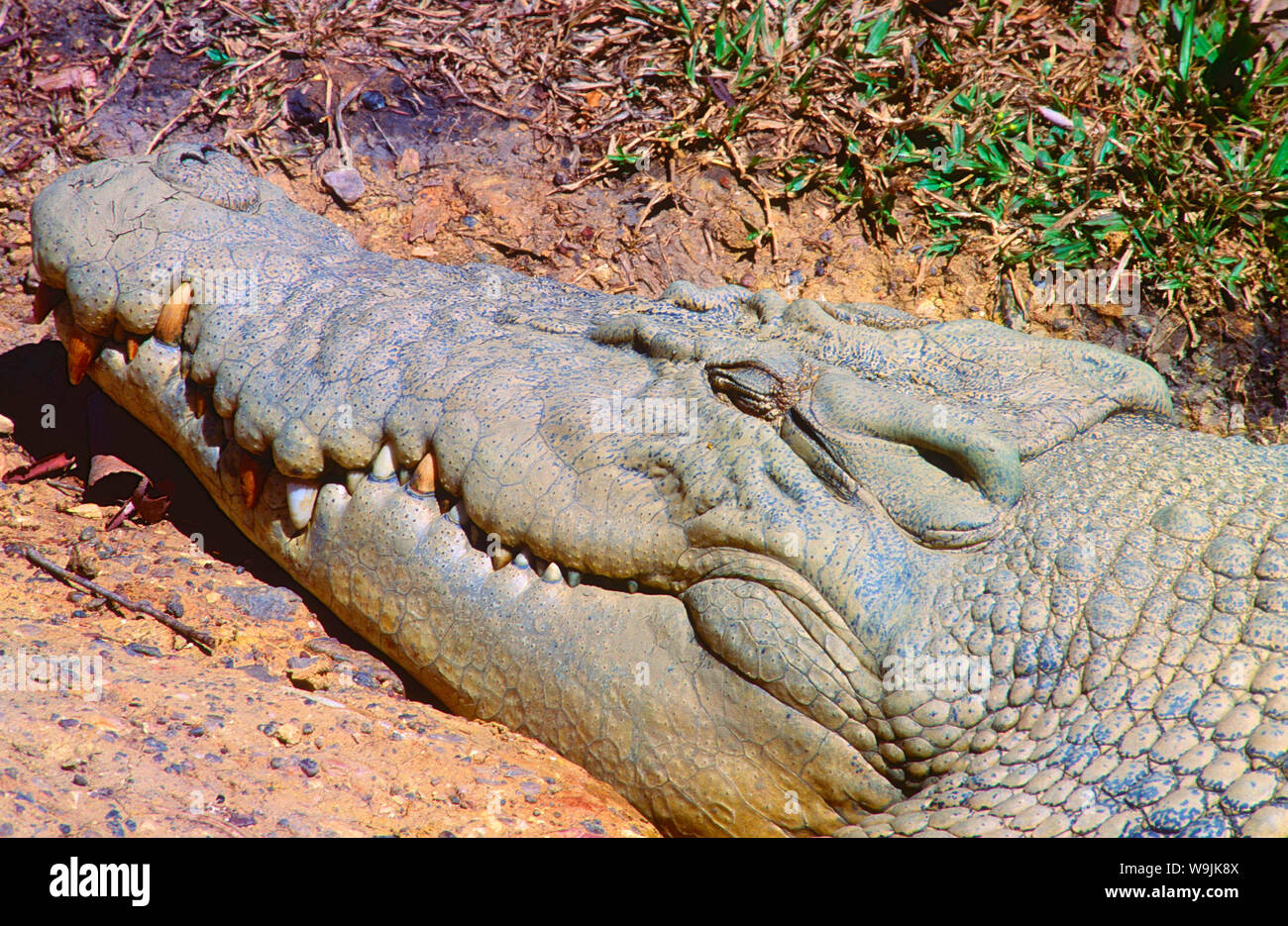 Leistenkrokodil, Crocdylus porosus, Crocodylidae, Krokodil, Retrato, Reptil, Echse, tramo, el río South Alligator, Parque Nacional de Kakadu, NT, Australien, Foto de stock