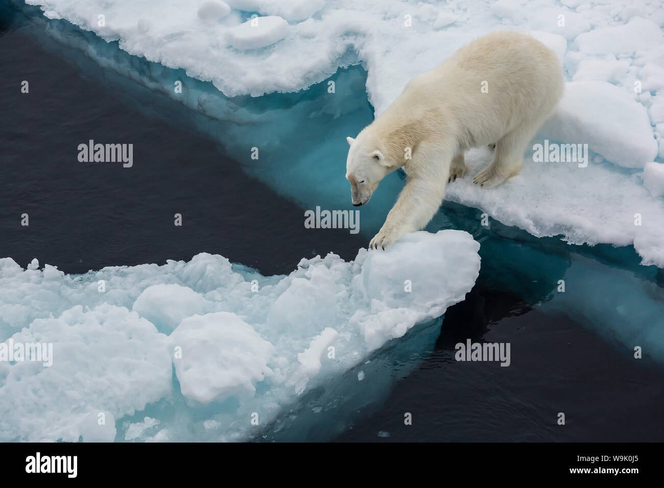 Adulto Joven el oso polar (Ursus maritimus) sobre el hielo en el estrecho de Hinlopen, Svalbard, Noruega, Escandinavia, Europa Foto de stock