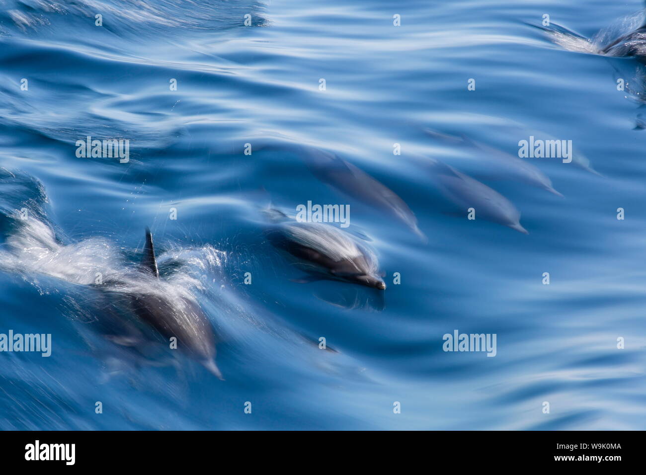 Larga picuda delfín común (Delphinus capensis), el desenfoque de movimiento en la estela del barco cerca de la Isla de Santa Catalina, Baja California Sur, México, América del Norte Foto de stock