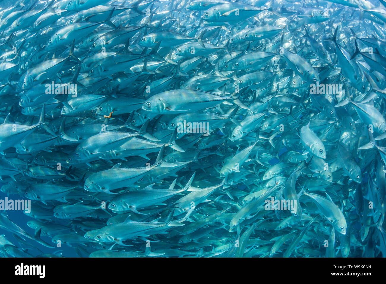 Una gran escuela de patudo jureles (Caranx sexfasciatus) en aguas profundas cerca de Cabo Pulmo, Baja California Sur, México, América del Norte Foto de stock