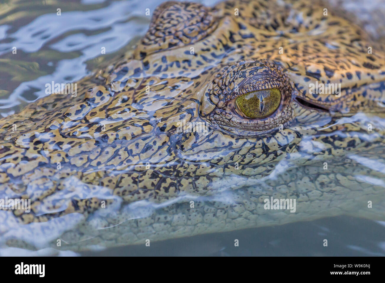 Silvestre de cocodrilos de agua salada (Crocodylus porosus) Detalle de cabeza en poroso Creek en el Hunter River, Parque Nacional Río Mitchell, Kimberley, Australia Foto de stock
