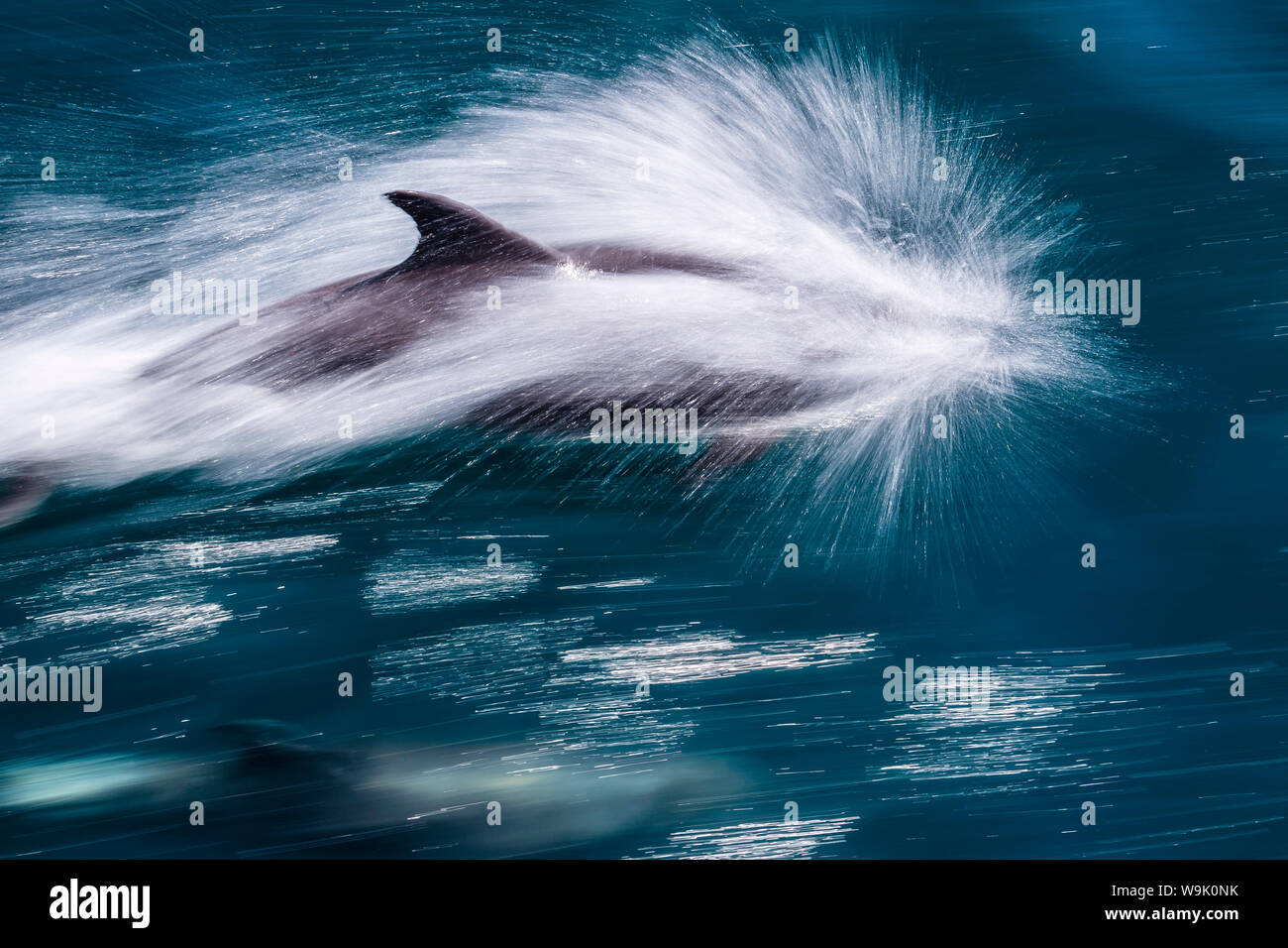 Adulto el delfín mular (Tursiops truncatus), motion blur imagen fuera de la Isla San Pedro Martir, Baja California Norte, México, América del Norte Foto de stock