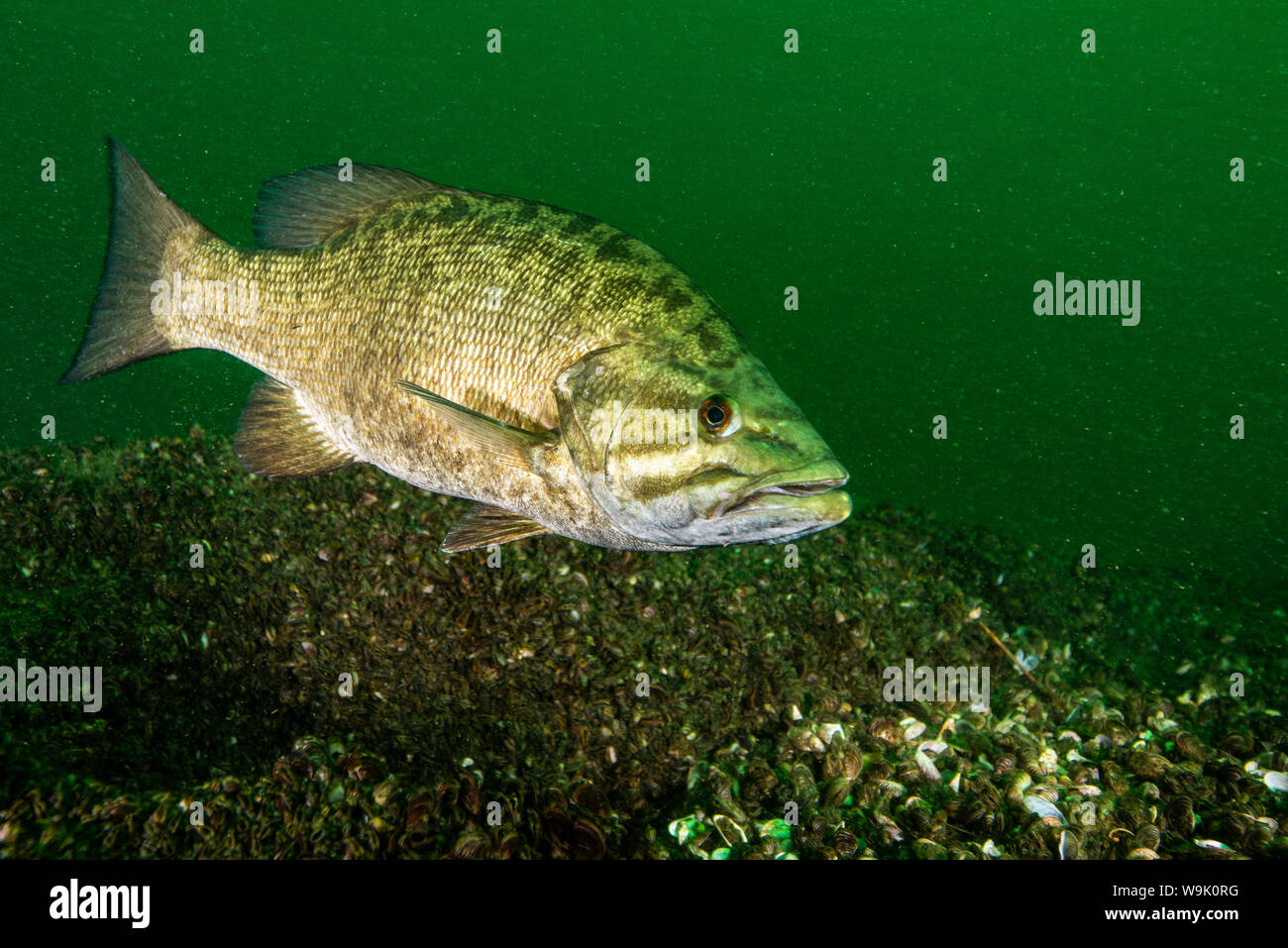 acuario de lobina negra