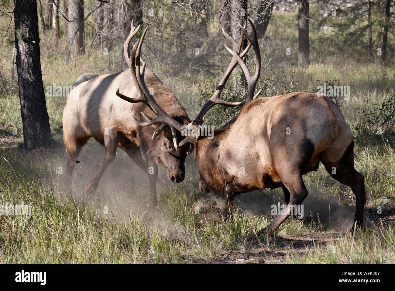 Dos bull Elk (Cervus canadensis) enfrentamientos, el Parque Nacional de Jasper, Alberta, Canadá, Norteamérica Foto de stock