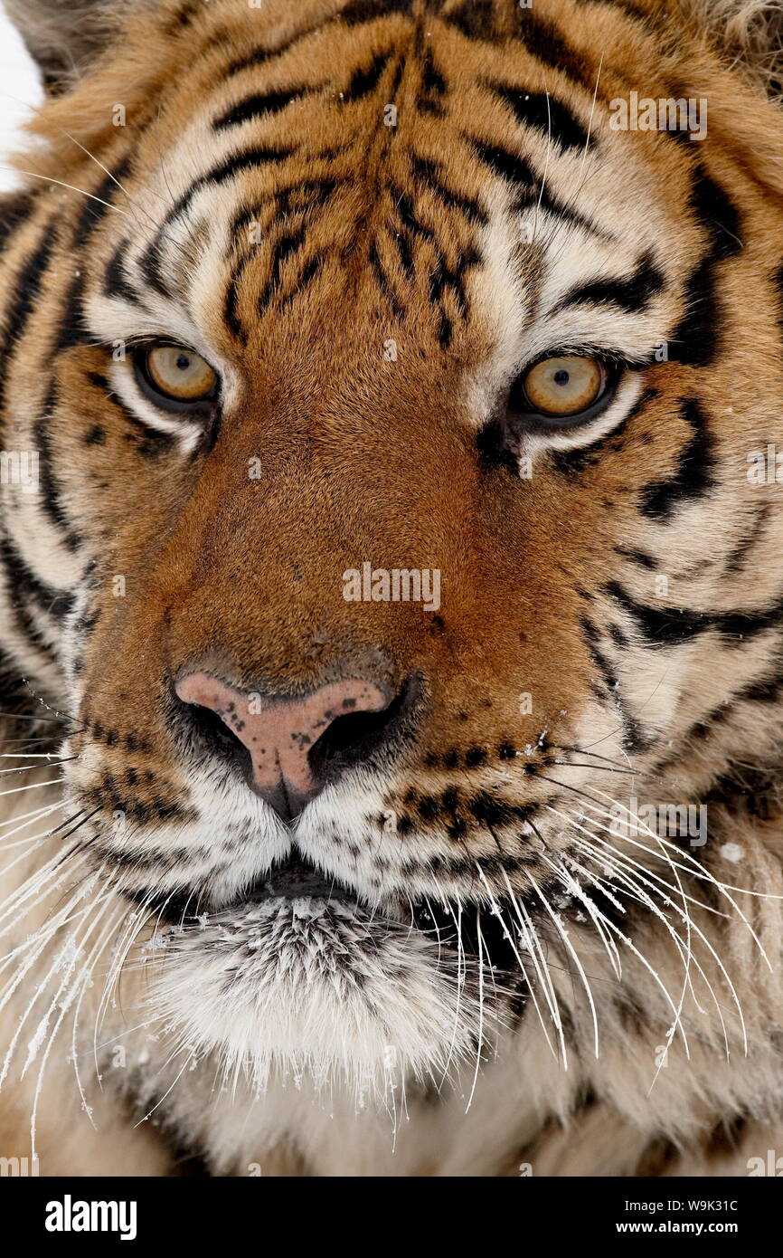 Close-up de cautivos de tigre siberiano (Panthera tigris altaica), cerca de Bozeman, Montana, Estados Unidos de América, América del Norte Foto de stock