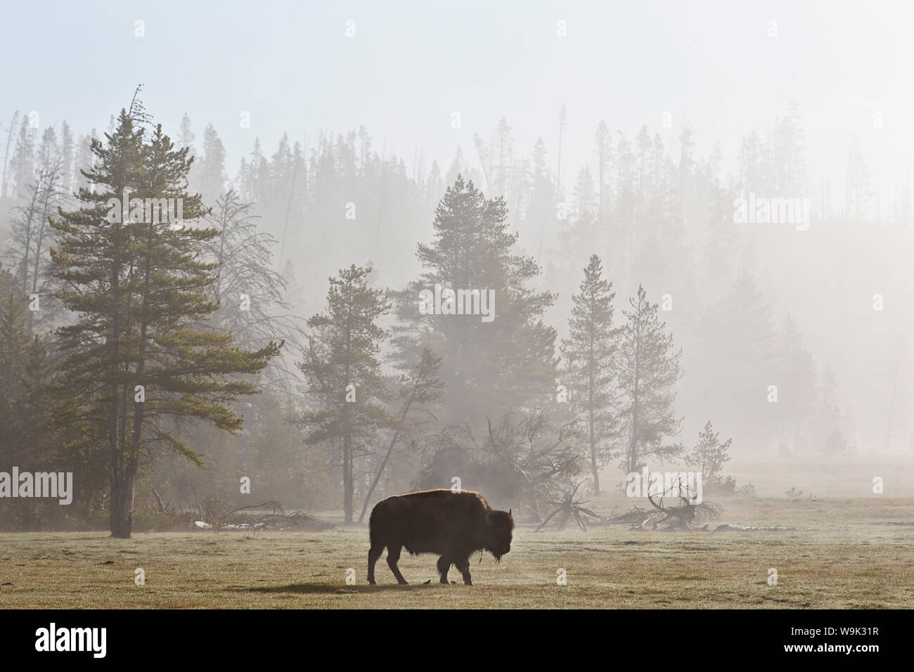 El bisonte (Bison bison) en niebla, el Parque Nacional de Yellowstone, Sitio del Patrimonio Mundial de la UNESCO, Wyoming, Estados Unidos de América, América del Norte Foto de stock