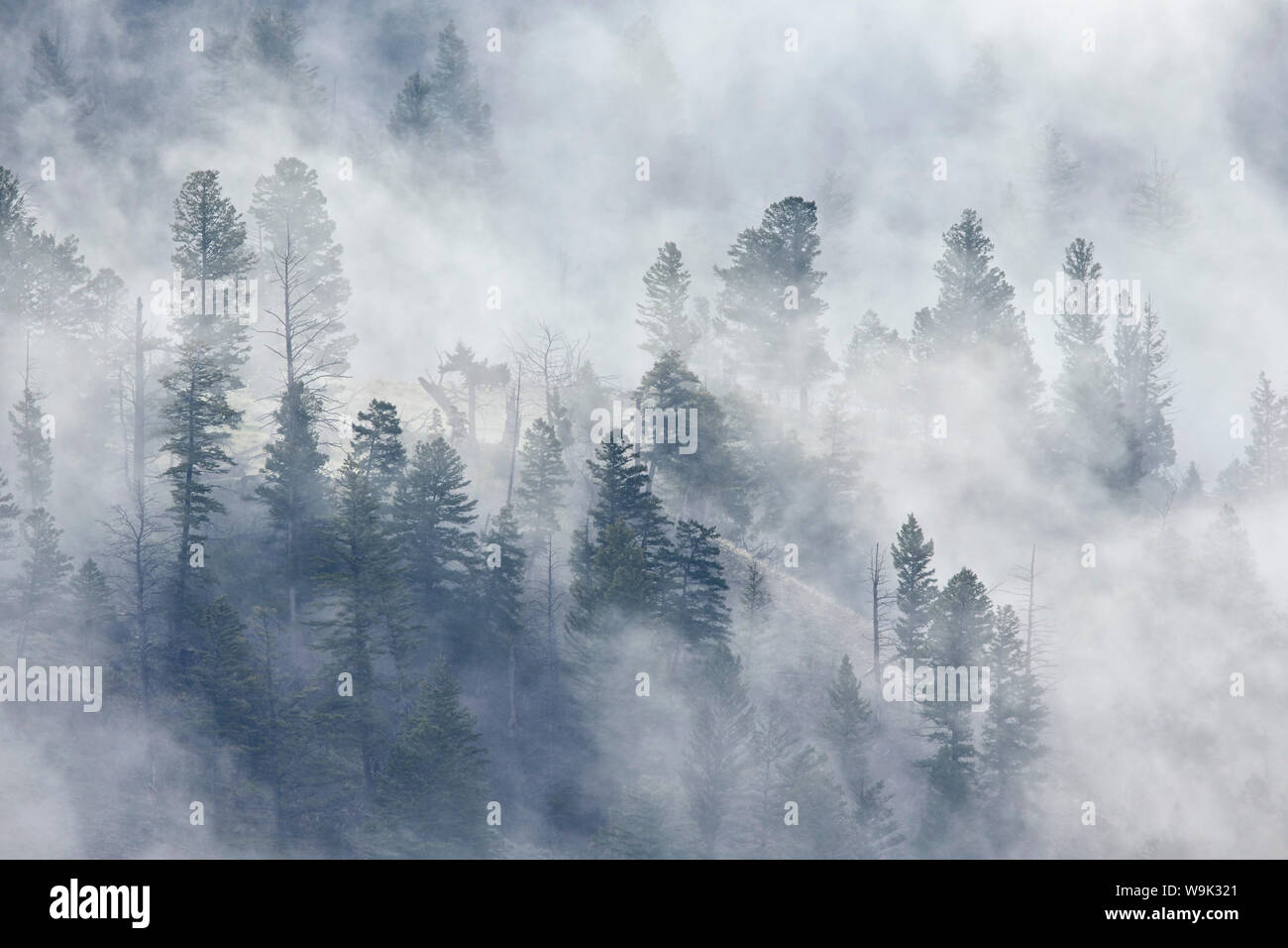 Árboles de hoja perenne en la niebla, el Parque Nacional de Yellowstone, Sitio del Patrimonio Mundial de la UNESCO, Wyoming, Estados Unidos de América, América del Norte Foto de stock