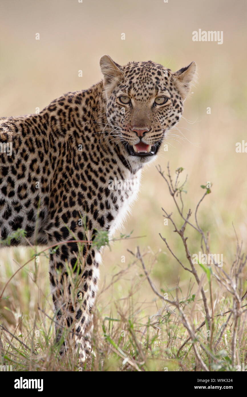 El leopardo (Panthera pardus), Reserva Nacional de Masai Mara, Kenia, África oriental, África Foto de stock
