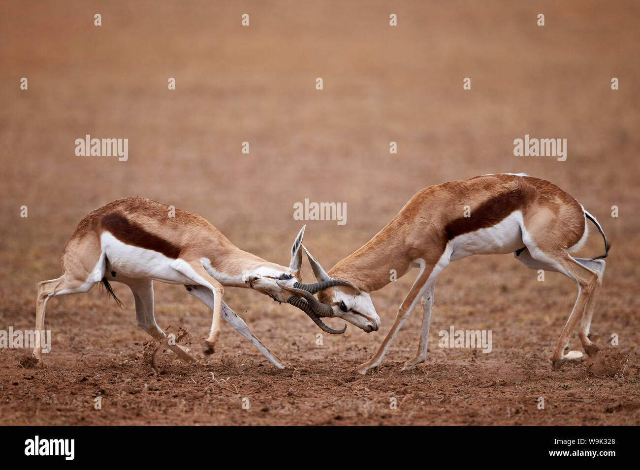 Dos springbok (Antidorcas marsupialis) bucks combates, el Parque Transfronterizo Kgalagadi, abarcando el antiguo Parque Nacional Kalahari Gemsbok Foto de stock