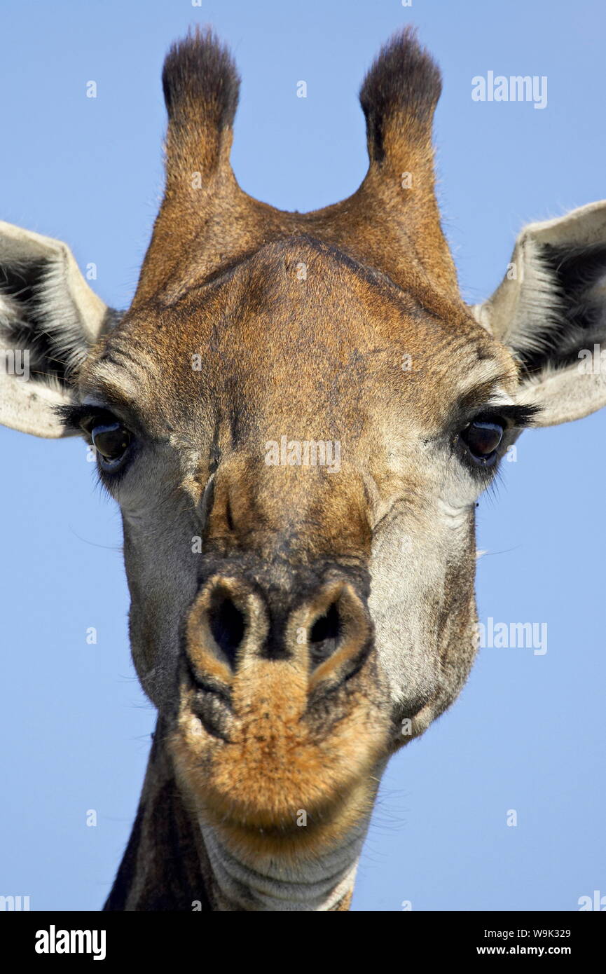 Cape jirafa (Giraffa camelopardalis giraffa), el Parque Nacional Kruger, Sudáfrica, África Foto de stock