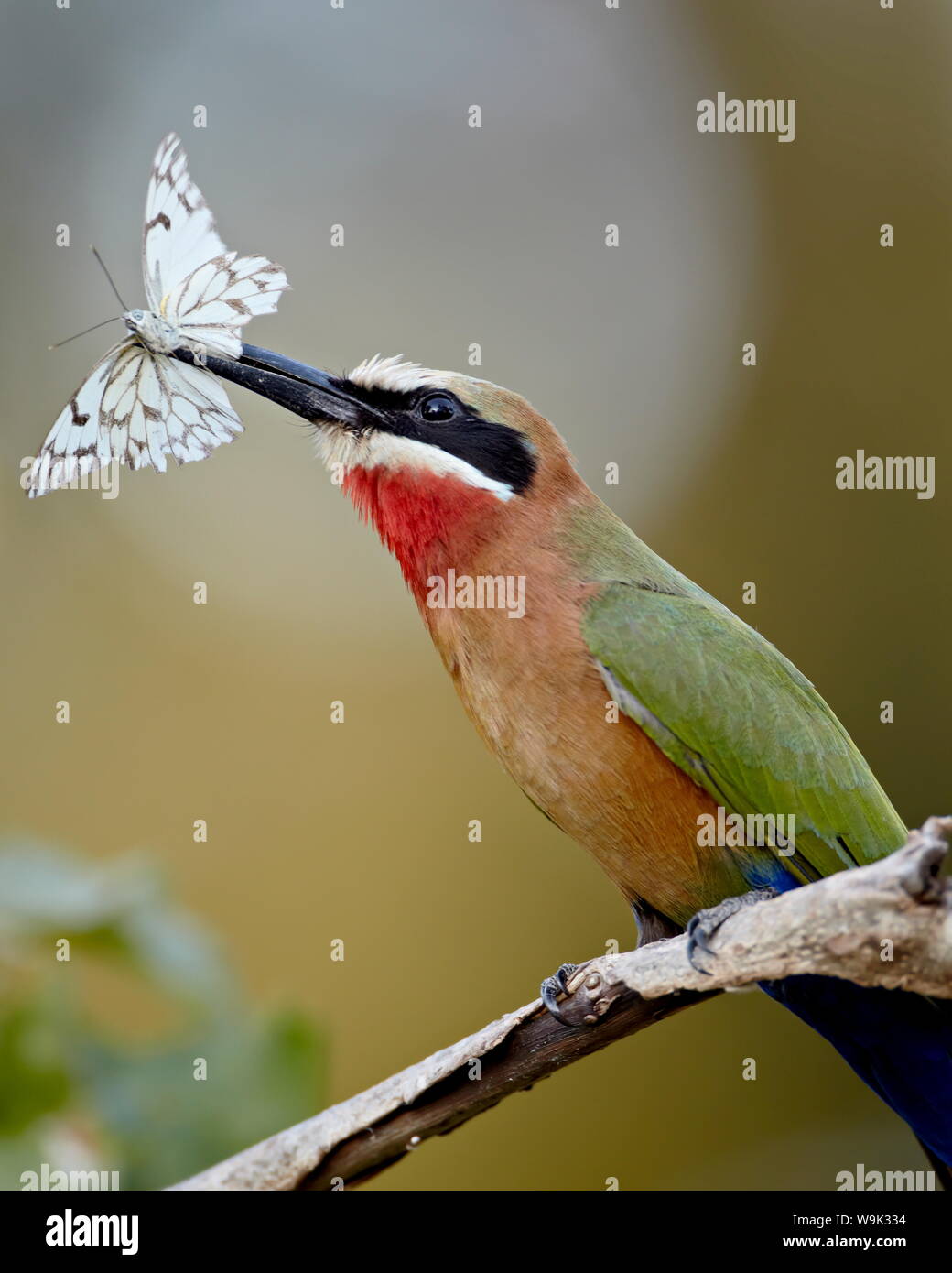 De fachada blanca el abejaruco (Merops bullockoides) con una mariposa, el Parque Nacional Kruger, Sudáfrica, África Foto de stock