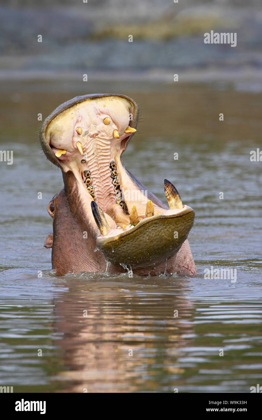 Hipopótamo (Hippopotamus amphibius) bostezos, Parque Nacional del Serengeti, Tanzania, África oriental, África Foto de stock