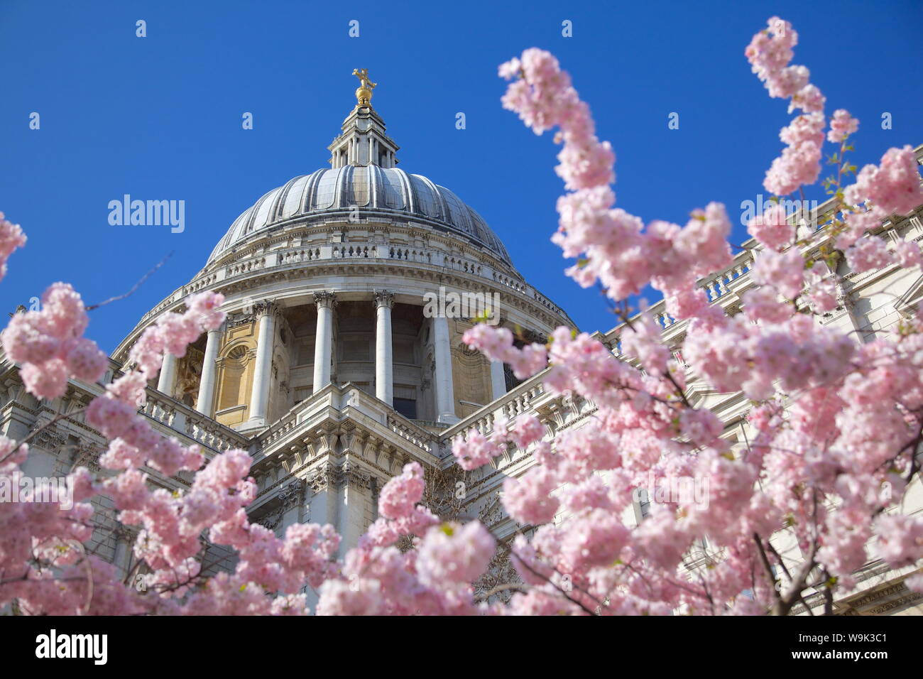 La Catedral de San Pablo y la primavera florecen, Londres, Inglaterra, Reino Unido, Europa Foto de stock