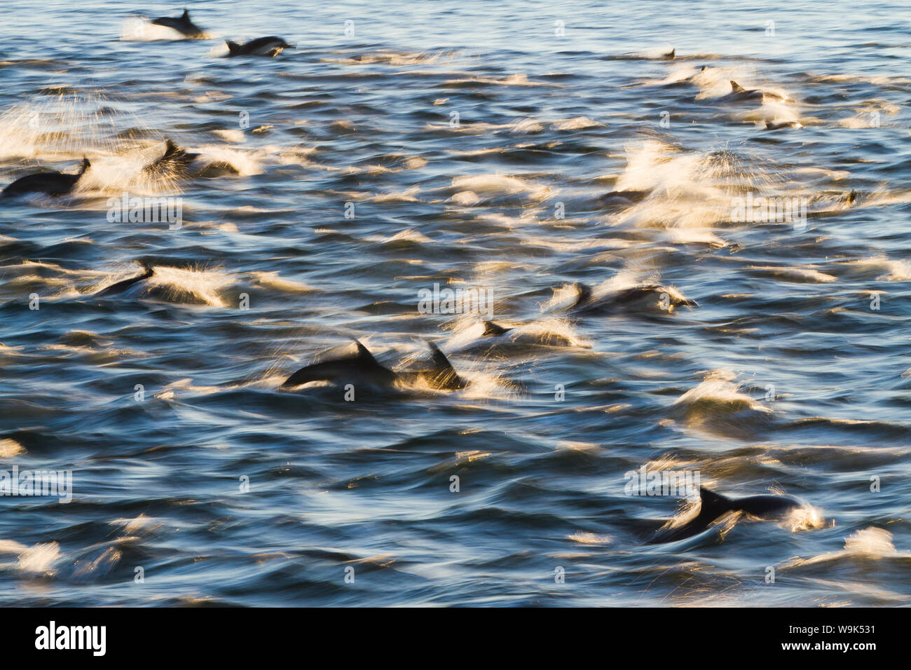 Larga picuda delfín común (Delphinus capensis), Isla San Esteban, en el Golfo de California (Mar de Cortés), Baja California, México, América del Norte Foto de stock