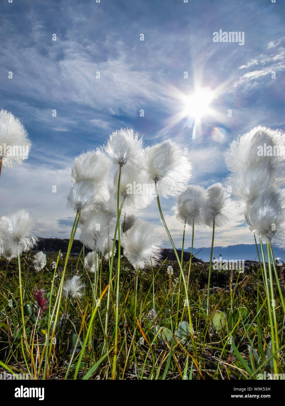 Flora polar fotografías e imágenes de alta resolución - Alamy