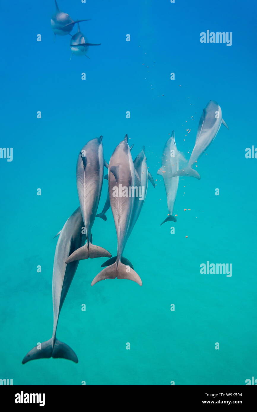 Hawaiian delfines (Stenella longirostris), canal AuAu, Maui, Hawai, Estados Unidos de América, el Pacífico Foto de stock