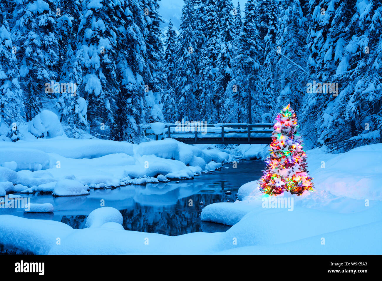 Árbol de Navidad al lado de un arroyo, lago Esmeralda, el Parque Nacional Yoho, British Columbia, Canadá, América del Norte Foto de stock