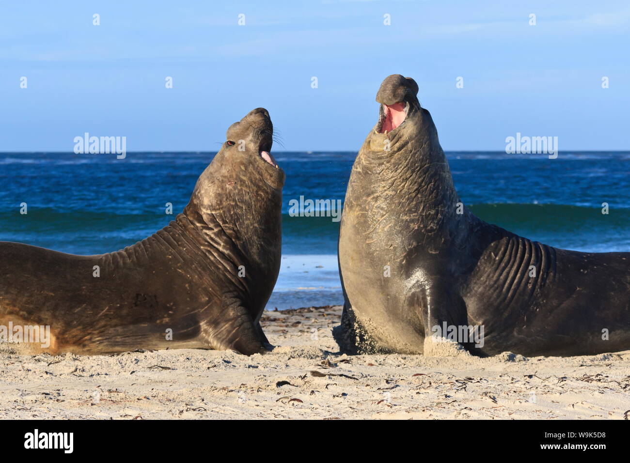 Dos elefantes marinos del sur (Mirounga leonina) toros parte trasera para establecer la dominación, Sea Lion Island, Islas Malvinas, América del Sur Foto de stock