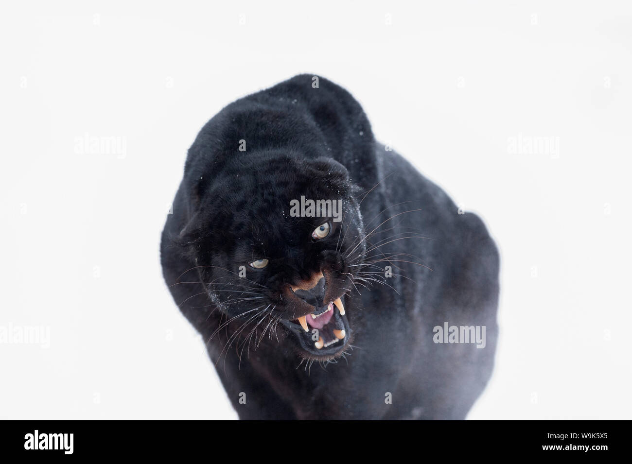 La pantera negra (negro) de leopardo (Panthera onca), Montana, Estados  Unidos de América, América del Norte Fotografía de stock - Alamy