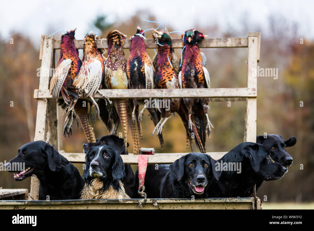 Perros de muestra, Buckinghamshire, Inglaterra, Reino Unido, Europa Foto de stock