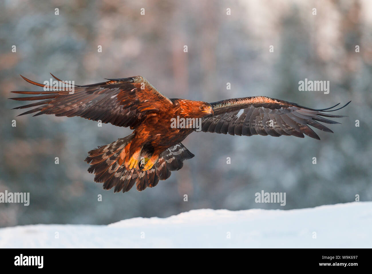 Águila real (Aquila chrysaetos) toma vuelo en golden tarde luz de invierno por encima de la nieve, el Bosque de Taiga, Finlandia, Escandinavia, Europa Foto de stock