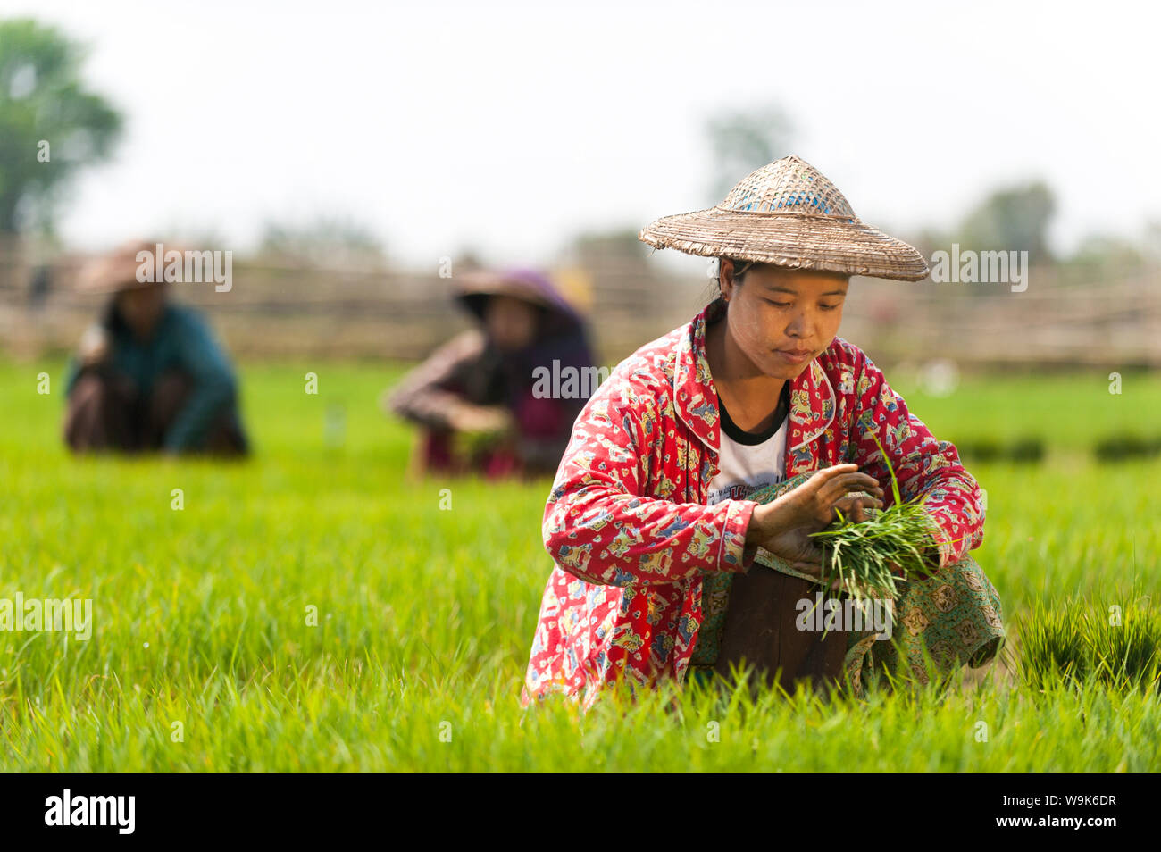 Una joven mujer cosecha arroz en manojos para ser re-plantados más espaciadas aparte, en el estado de Kachin, en Myanmar (Birmania), Asia Foto de stock
