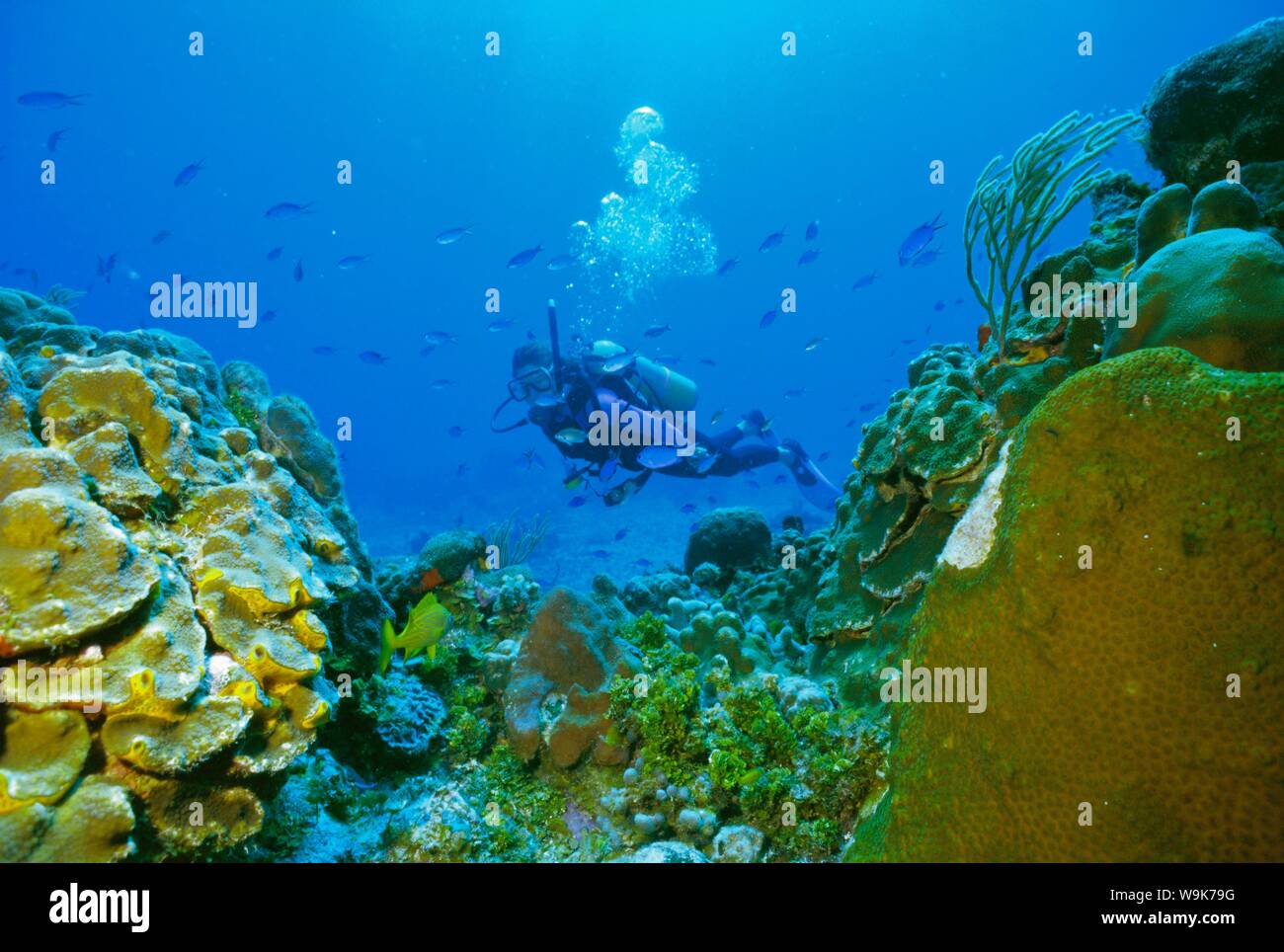 Buceador submarino y los arrecifes de coral, la isla de Cozumel, México Foto de stock