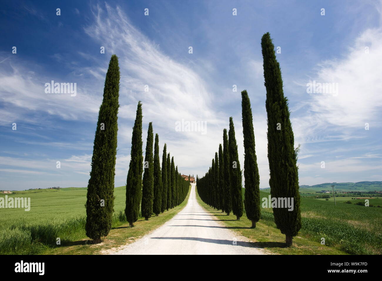 Avenidas de cipreses y el camino que conduce a la masía, cerca de Pienza, Toscana, Italia, Europa Foto de stock