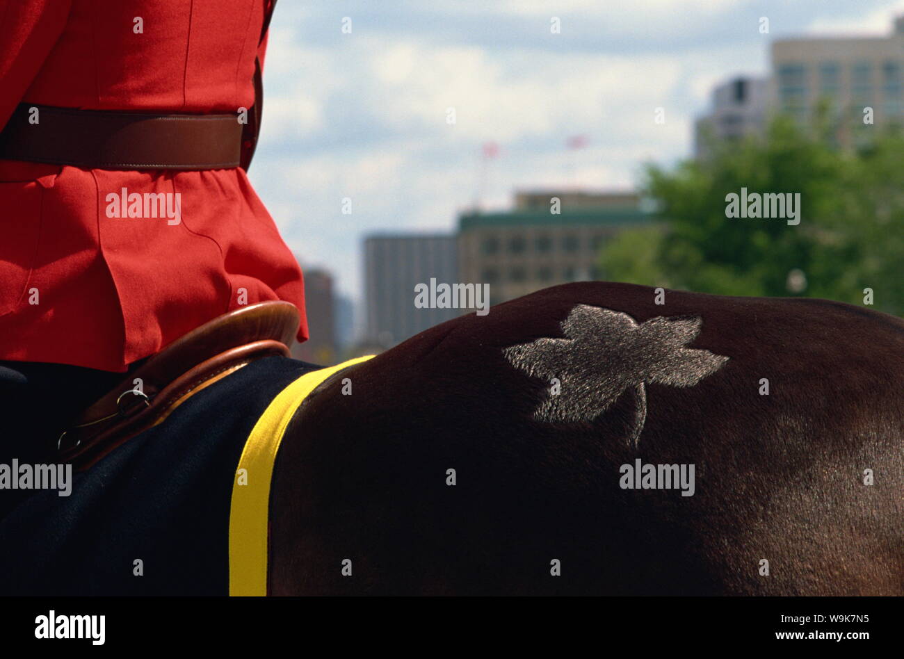 La Policía Real Montada canadiense caballo con maple leaf branding, Ottawa, Canadá, América del Norte Foto de stock