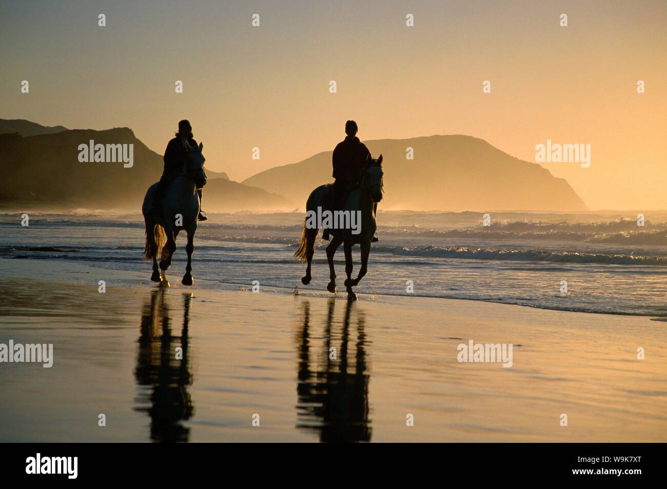 Montar a caballo en la playa al amanecer, Gisborne, East Coast, North Island, Nueva Zelanda, el Pacífico Foto de stock