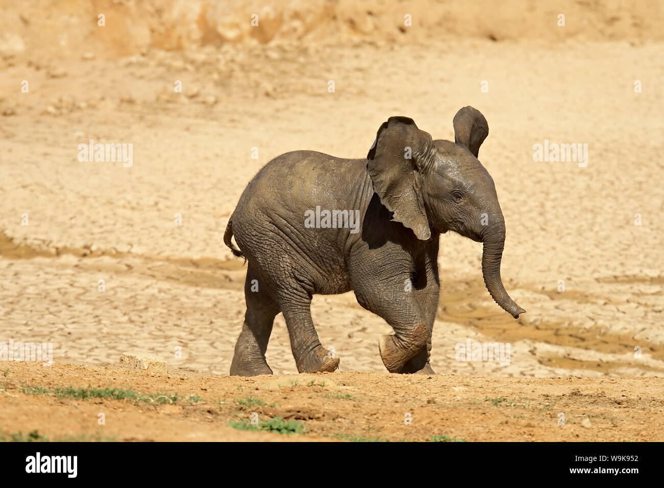 Bebé elefante africano (Loxodonta africana) en marcha, Parque Nacional de Elefantes Addo, Sudáfrica, África Foto de stock