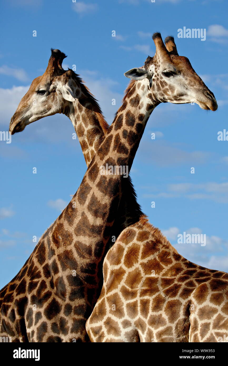 Dos varones de Cape jirafa (Giraffa camelopardalis giraffa) combates, Imfolozi Game Reserve, Sudáfrica, África Foto de stock