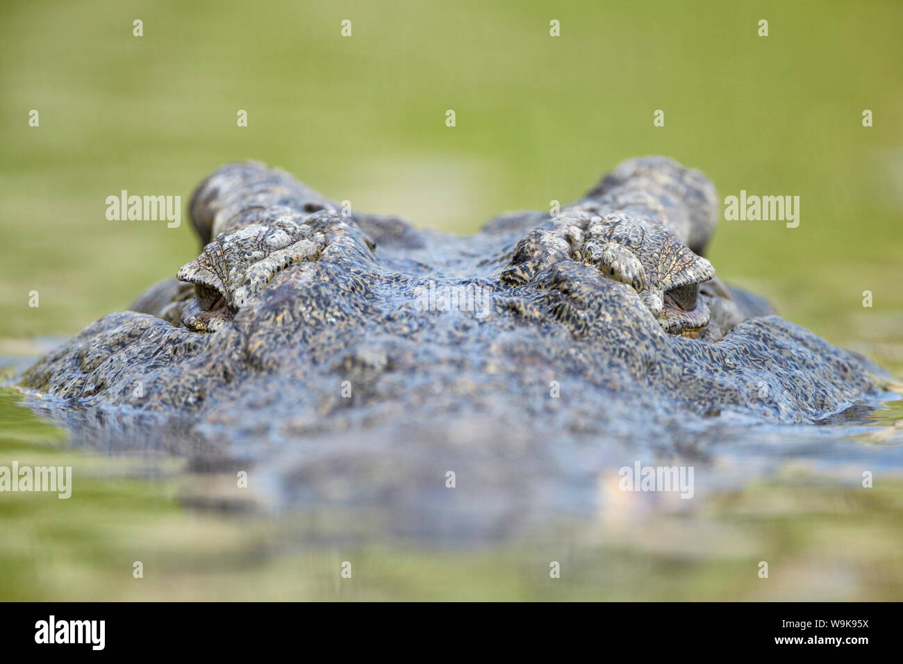 El cocodrilo del Nilo (Crocodylus niloticus) en el agua, el Parque Nacional Kruger, Sudáfrica, África Foto de stock