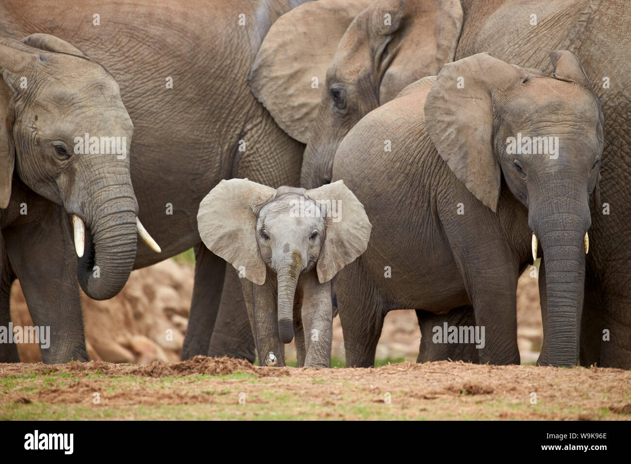 Elefante africano (Loxodonta africana), grupo con el bebé, Parque Nacional de Elefantes Addo, Sudáfrica, África Foto de stock