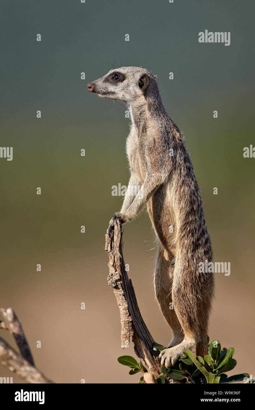 (Suricata o suricate) (Suricata suricatta) de guardia, el Parque Nacional de Elefantes Addo, Sudáfrica, África Foto de stock