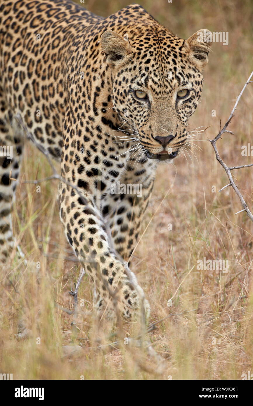 El leopardo (Panthera pardus) caminar a través de la hierba seca, el Parque Nacional Kruger, Sudáfrica, África Foto de stock