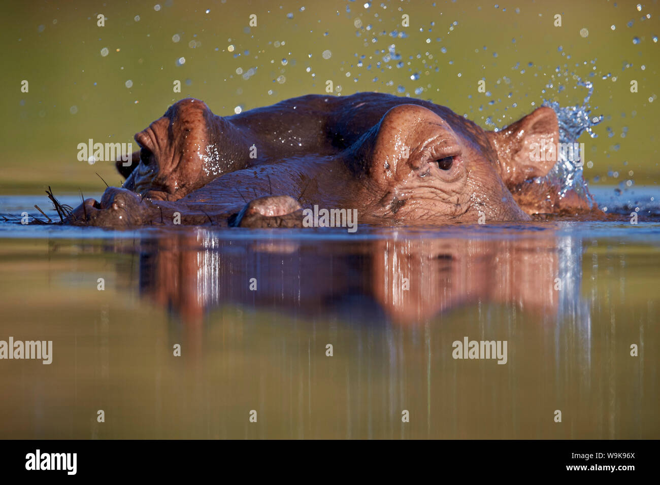 Hipopótamo (Hippopotamus amphibius) volteo de agua con su oído, el Parque Nacional Kruger, Sudáfrica, África Foto de stock