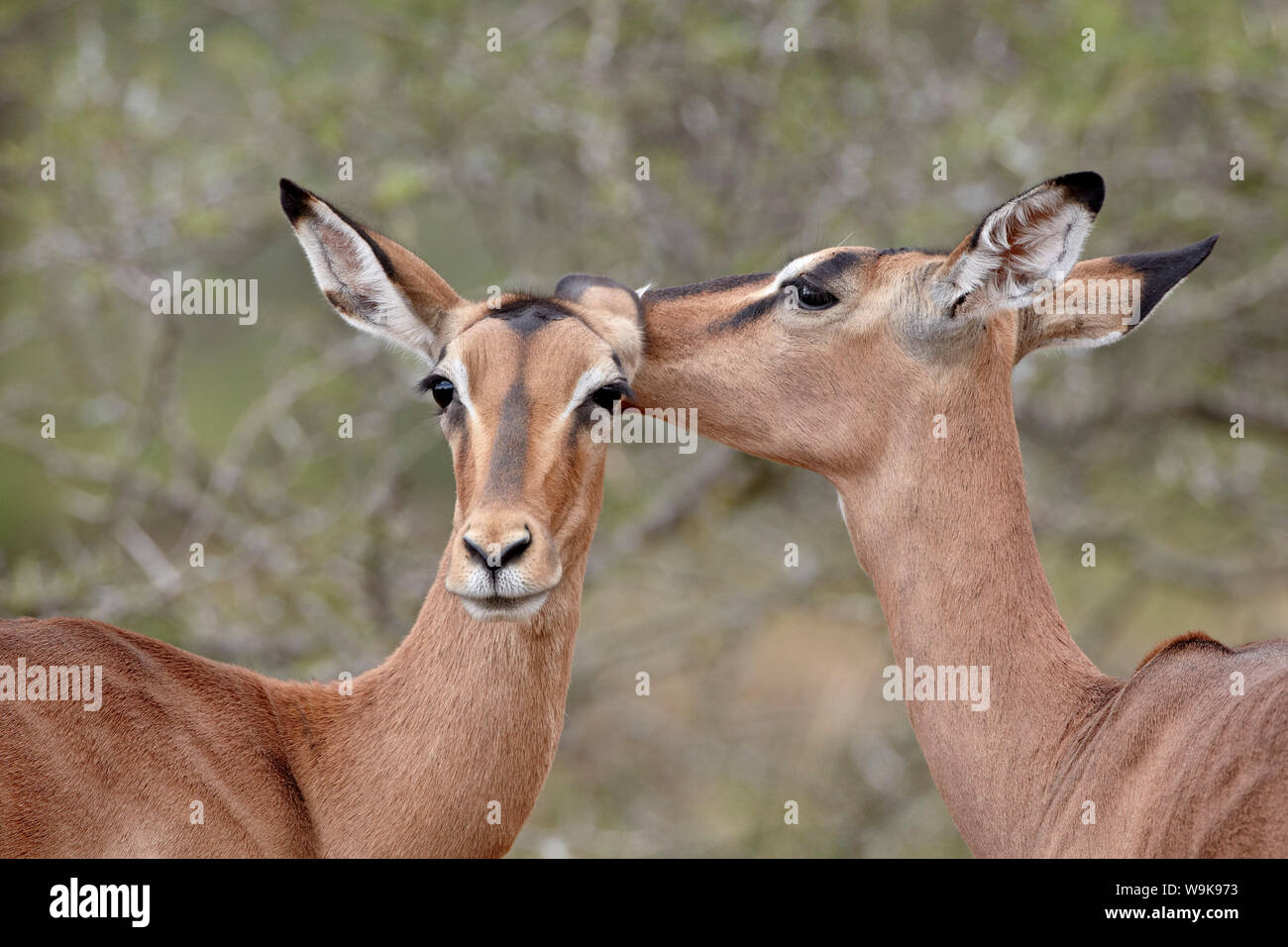 Dos el impala (Aepyceros melampus) grooming, Imfolozi Game Reserve, Sudáfrica, África Foto de stock
