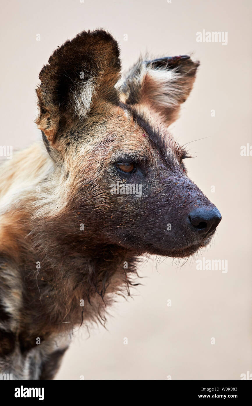 Perro salvaje africano (African perro de caza) (Cabo de perro de caza) (Lycaon pictus), el Parque Nacional Kruger, Sudáfrica, África Foto de stock