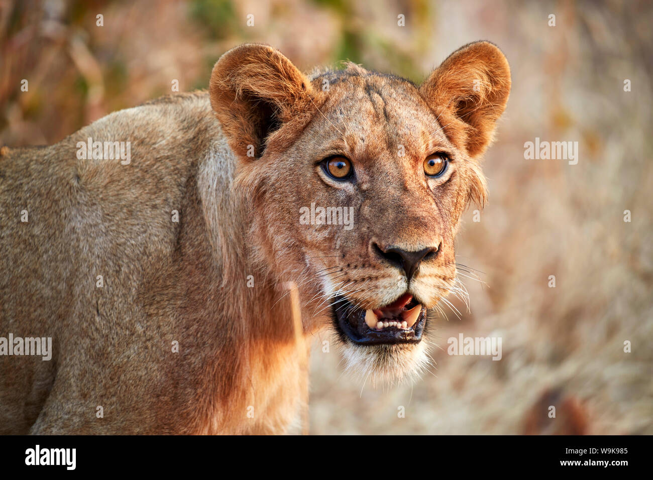 León (Panthera leo), el joven macho, el Parque nacional Ruaha, Tanzania, África oriental, África Foto de stock