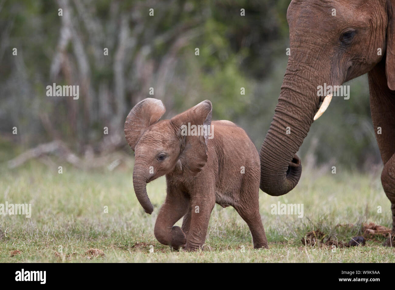 Elefante africano (Loxodonta africana) del bebé y a la madre, Parque Nacional de Elefantes Addo, Sudáfrica, África Foto de stock