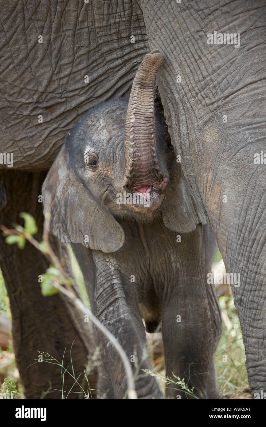 Días de viejo elefante africano (Loxodonta africana), la pantorrilla, el Parque Nacional Kruger, Sudáfrica, África Foto de stock