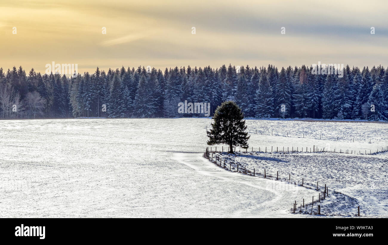Solitario árbol en invierno Foto de stock